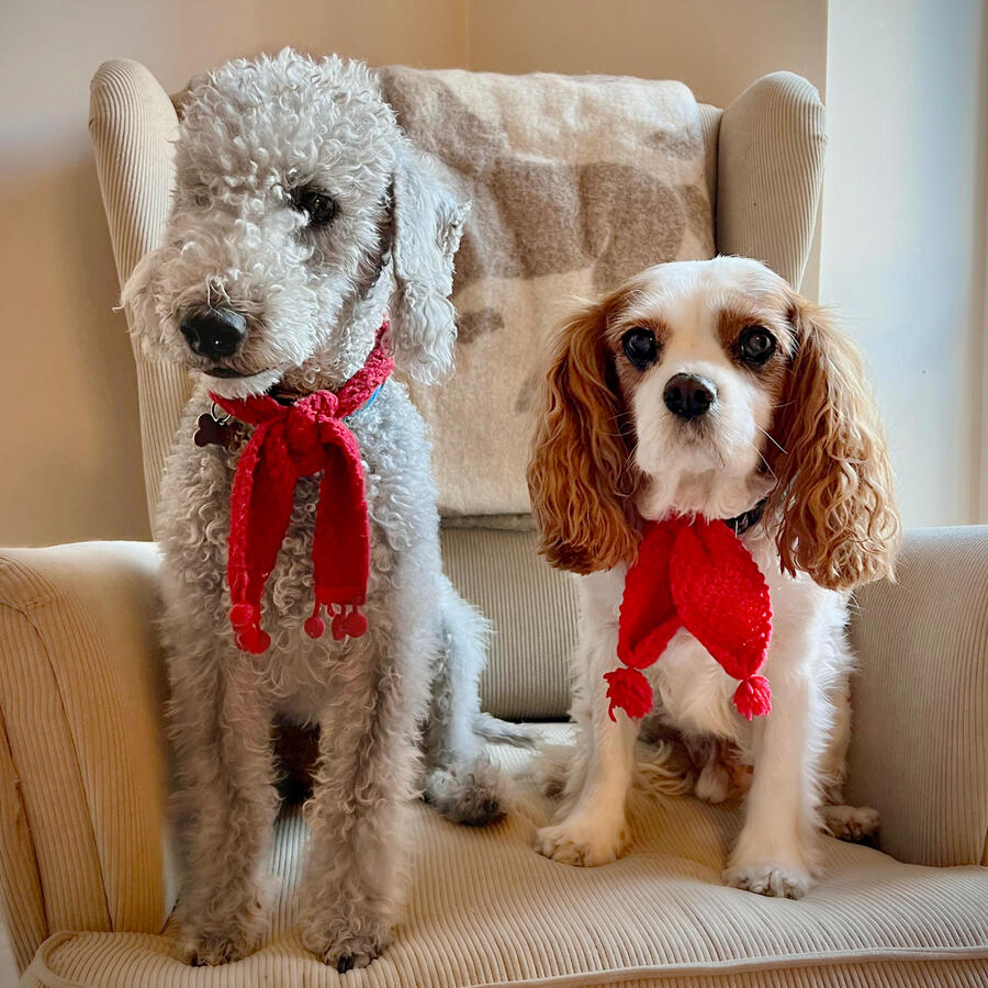 The real Henry and Jasper